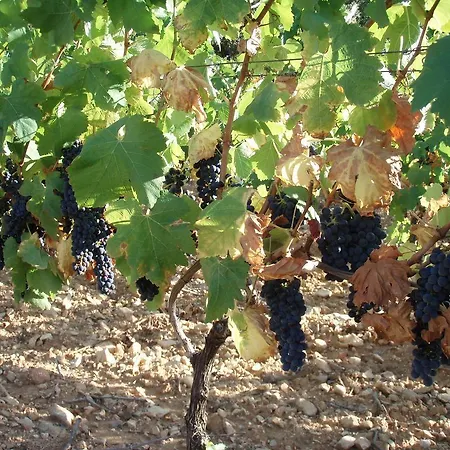 Pergola Le Pouget